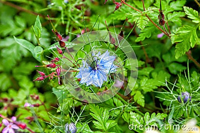 Black seed, Nigella Sativa plant, blue flower. Stock Photo