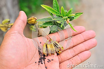 Black sesame seeds in hand Stock Photo