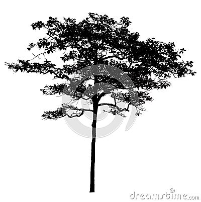 Black shadows, large trees that are completely isolated on a white background. Stock Photo