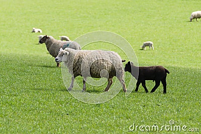 Black Sheep of the Family Stock Photo