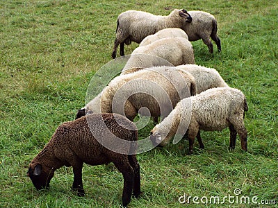 The black sheep Stock Photo