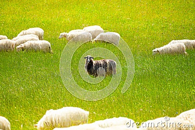 Black sheep Stock Photo