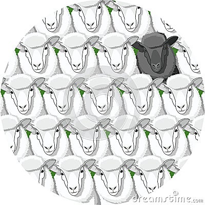 Black sheep among a herd of white sheep. One lamb stands out from the rest Vector Illustration