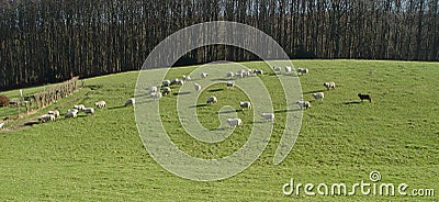 black sheep panorama Stock Photo