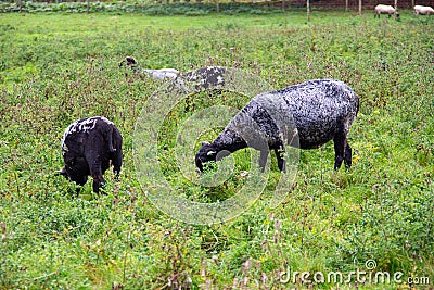A herd of black sheeps is eating the fresh green grass in southern Sweden Stock Photo