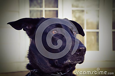 Concept shot of Black Shepherd mixed-breed dog as he spots a squirrel and eyes widen Stock Photo