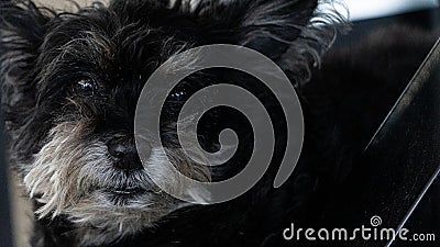 Black Shih Tzu dog, black fur lying Stock Photo