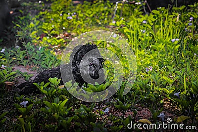 Black shih tzu dogs enjoy the outdoors. cute little black dog Stock Photo