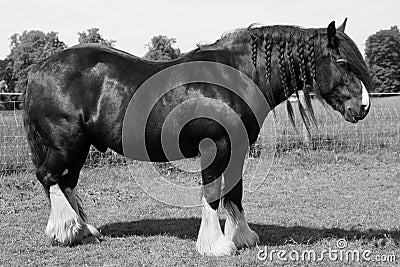 Black Shire horse Stock Photo