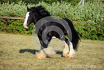 Black shire horse runs free on the ranch Stock Photo