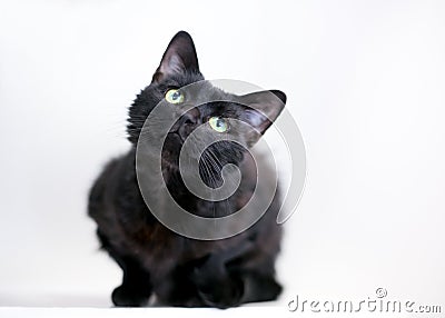 A black shorthair cat sitting in a crouched position Stock Photo