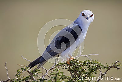 Black-shouldered Kite Stock Photo