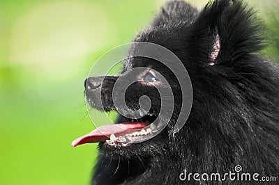 Black shpitz on green grass in summer park Stock Photo