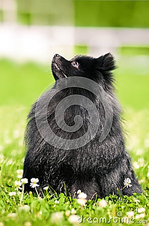 Black shpitz on green grass in summer park Stock Photo