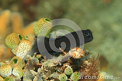 Black shrimpgoby among yellowish green sponges Stock Photo