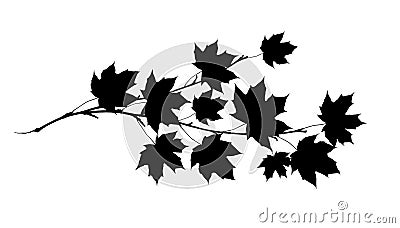 Black sihlouette of maple twig with leaves Stock Photo