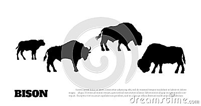 Black silhouette of bison herf on white background. Buffalo isolated drawing. Wild bull image. Animals of North America Vector Illustration