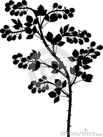 Black silhouette of blackberry branch floricane with ripe berries and leaves Vector Illustration