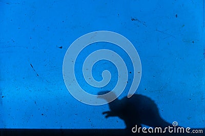 Black silhouette of a dinosaur on a blue wall. A single herbivorous divot. Creative background with a small miniature. Selective Stock Photo