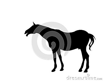 Black silhouette of a horse. White background. Stock Photo