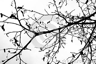 Black silhouette of leafless linden tree branches Stock Photo