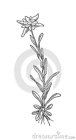 Black silhouette outline edelweiss flower, the symbol of alpinism, with stalk and leaves, isolated on white. Vector Vector Illustration