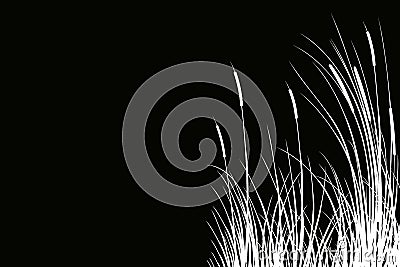 Black silhouette of reeds, sedge, cane, bulrush, or grass on a white background.Vector illustration. Vector Illustration