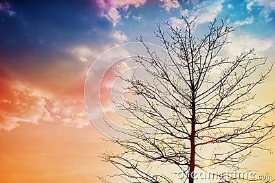 Black silhouette of a tree against a sunset, lovely landscape of nature Stock Photo