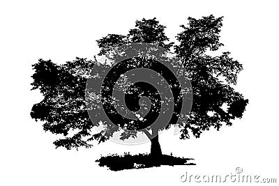 The black silhouette of a tree. Large tree isolated on white background. Vector illustration. Vector Illustration