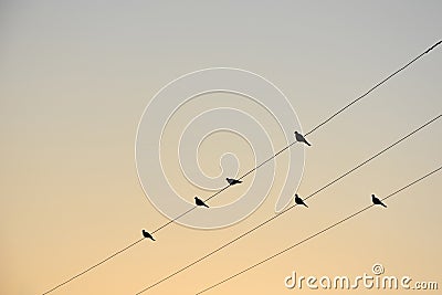 Black silhouettes of doves alighted upon electric wires at dawn Stock Photo