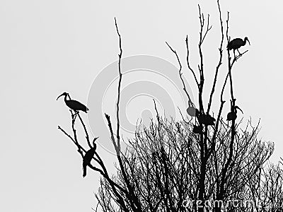 Black silhouettes and shapes of birds and tree Stock Photo