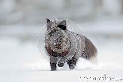 Black silver fox, rare form. Black animal in white snow. Winter scene with nice cute mammal. Stock Photo