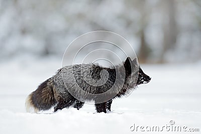 Black silver fox, rare form. Black animal in white snow. Winter scene with nice cute mammal. Stock Photo