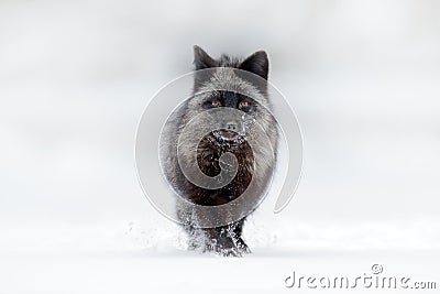 Black silver fox, rare form. Dark red fox hunting in snow meadow forest. Wildlife scene from wild nature. Funny image from Russia. Stock Photo