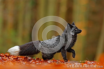 Black silver fox, rare form. Dark red fox playing in autumn forest. Animal jump in fall wood. Wildlife scene from wild nature. Fun Stock Photo