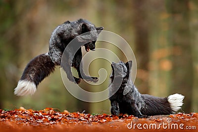 Black silver fox. Two red fox playing in autumn forest. Animal jump in fall wood. Wildlife scene from tropic wild nature. Pair of Stock Photo