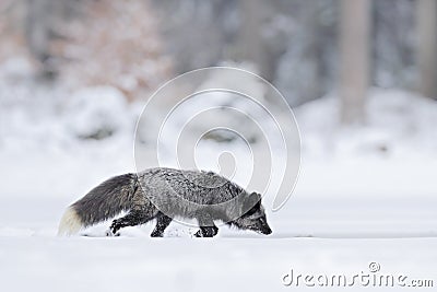 Black silver fox, vulpes vultes, rare form. Black animal in white snow. Winter scene with nice cute mammal. Fox in the snowy Stock Photo