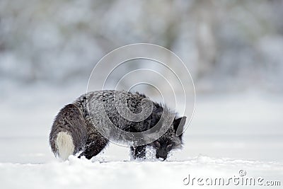 Black silver fox, vulpes vultes, rare form. Black animal in white snow. Winter scene with nice cute mammal. Fox in the snowy Stock Photo