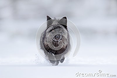 Black silver fox, vulpes vultes, rare form. Black animal in white snow. Winter scene with nice cute mammal. Fox in the snowy Stock Photo