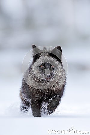 Black silver fox, vulpes vultes, rare form. Black animal in white snow. Winter scene with nice cute mammal. Fox in the snowy Stock Photo