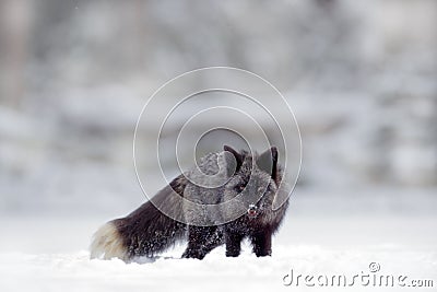 Black silver fox, vulpes vultes, rare form. Black animal in white snow. Winter scene with nice cute mammal. Fox in the snowy Stock Photo