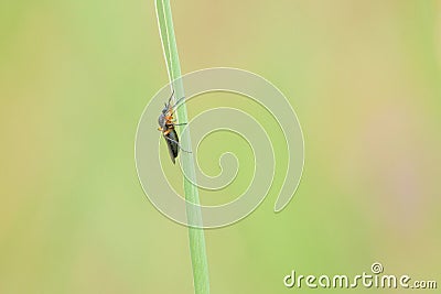 Simuliidae fly Stock Photo