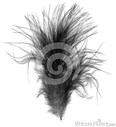 Black single feather quill over white Stock Photo