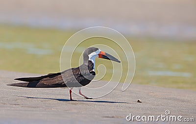 The Black Skimmer Stock Photo