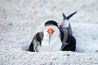 Black Skimmer Roosting On Her Nest Stock Photo