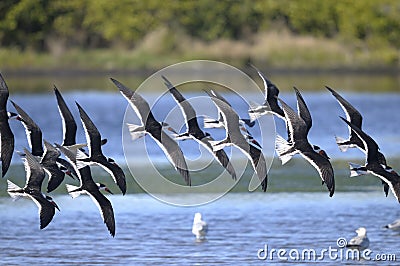 Black skimmer, rynchops niger Stock Photo