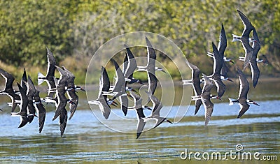 Black skimmer, rynchops niger Stock Photo