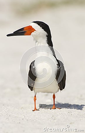 Black Skimmer, Rynchops niger Stock Photo