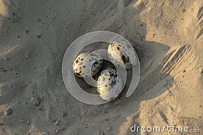 Black skimmer, Rynchops niger Stock Photo