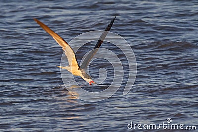 Black skimmer (Rynchops niger) fishing in the ocean at sunset Stock Photo